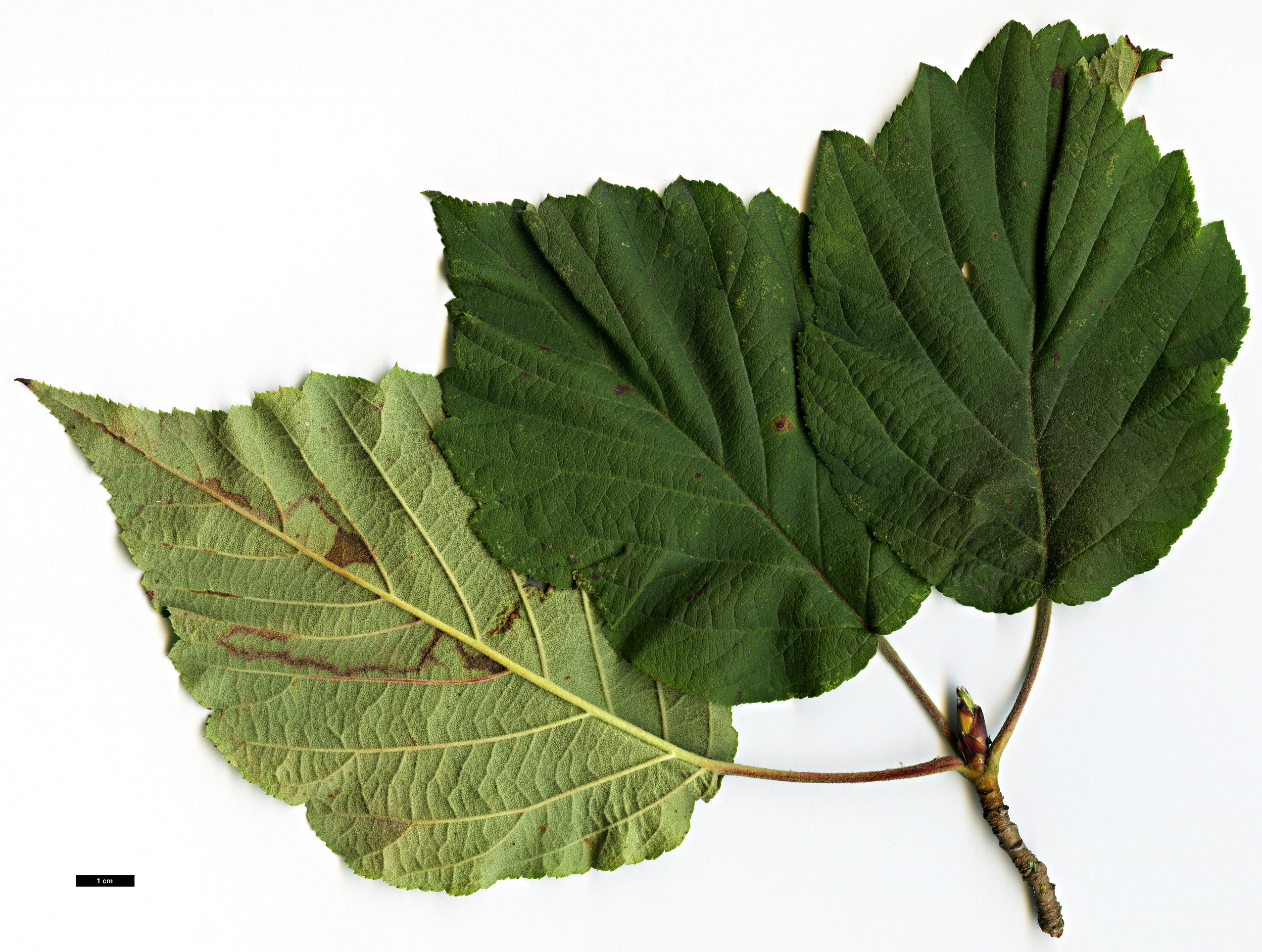 High resolution image: Family: Rosaceae - Genus: Malus - Taxon: yunnanensis - SpeciesSub: var. veitchii